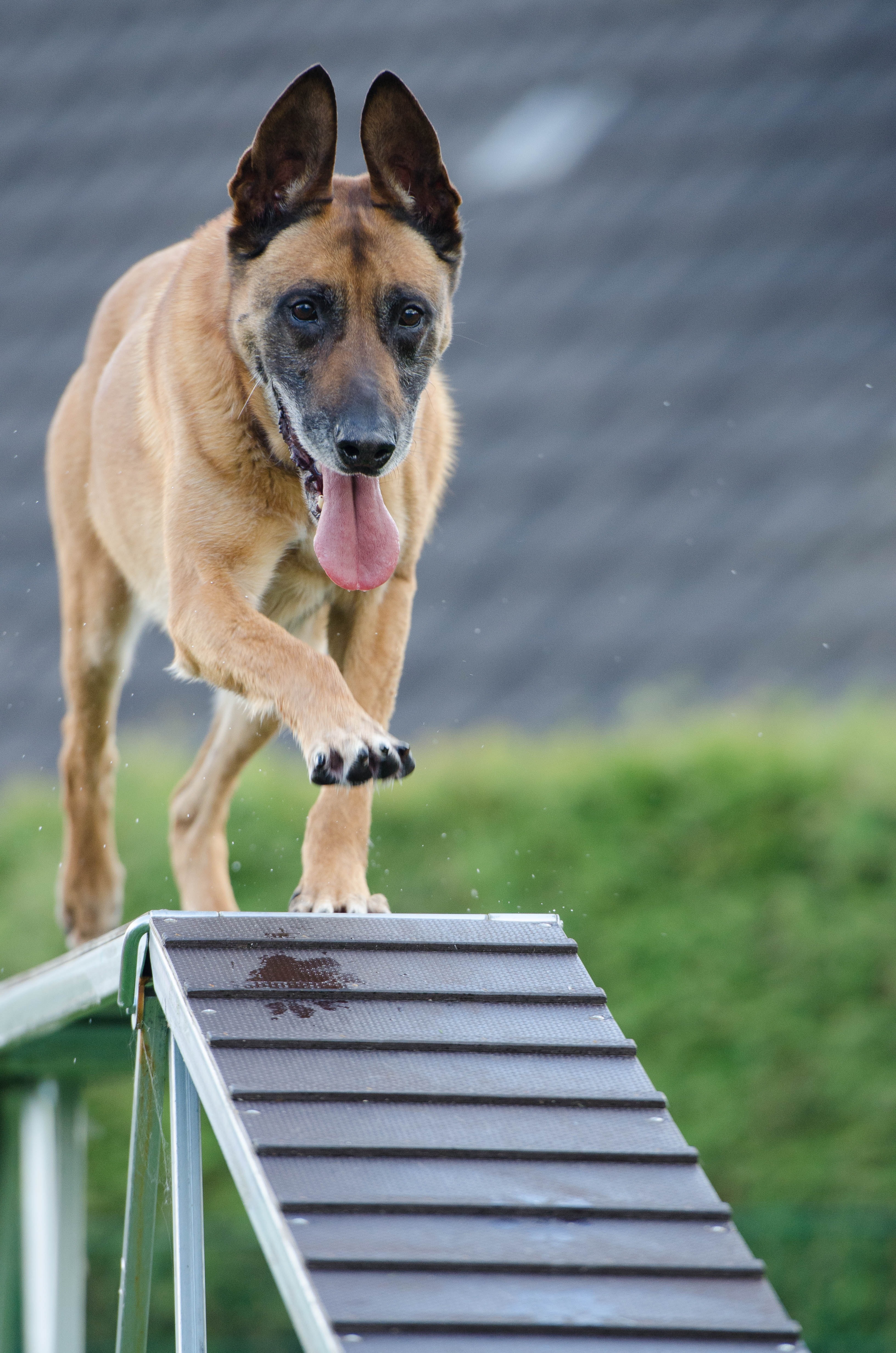 Ein Hund lernt über verschiedene Untergründe zu gehen