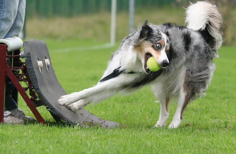 Hund