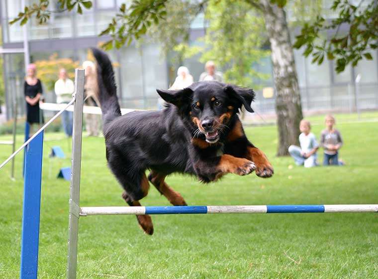 Hund treibt Sport